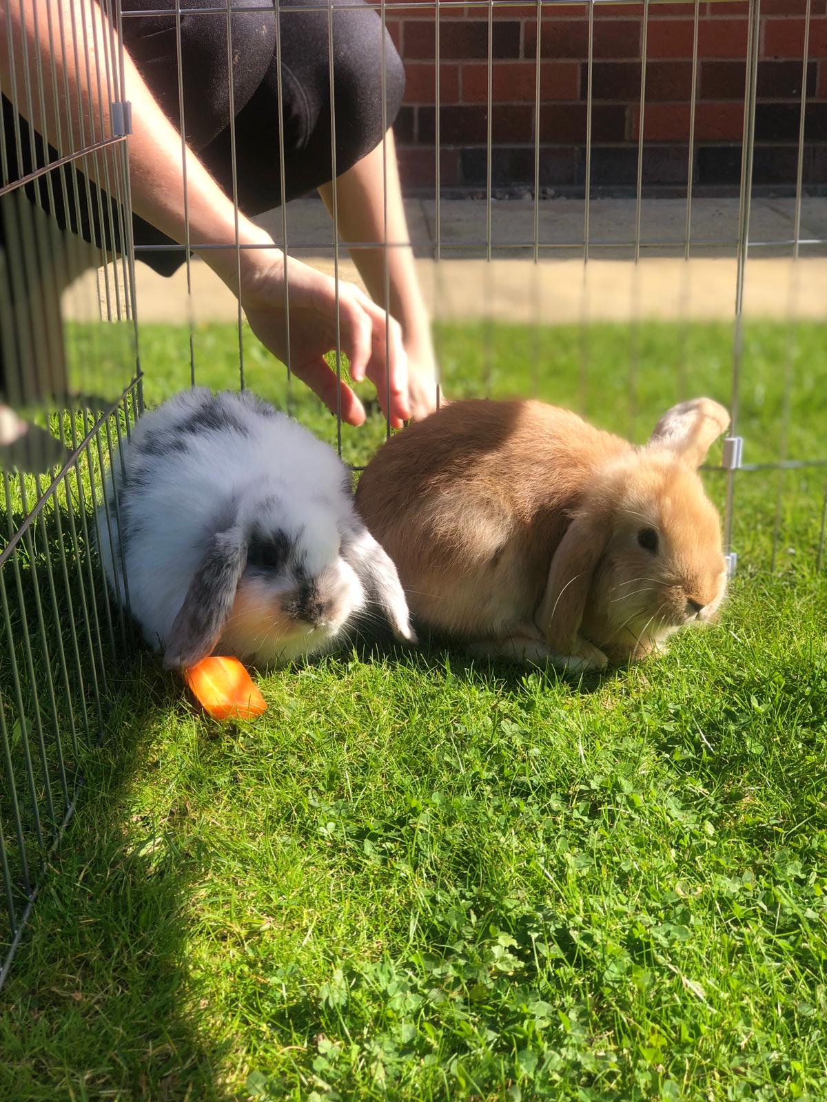 Flopsy and Snowball the homes bunny rabbits
